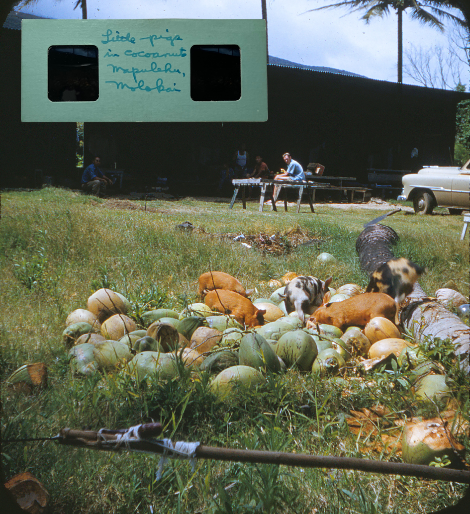 Pile of green coconuts on the grass with five piglets rooting around. Vintage car in background and large shed under palm trees with men hanging out in the shade.